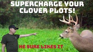 How to enhance your clover food plot.