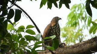 20180426 永祥公園鳳頭蒼鷹 - 1