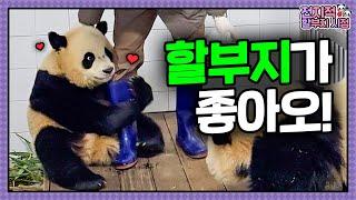 [Omniscient Grandpa Viewpoint] ep.203 Bao family's reaction to grandpa's bamboo│Panda World