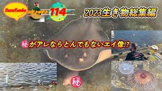 とんでもない #貴重映像   99%の人が大都会品川に居ないと思っている、まさかの生き物達！鷗や大鷺50㎝超えの黒鯛まで️最初に説明を御覧下さい️父と娘の奮闘記・YuzuTwobe第114回