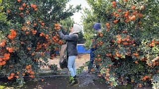 INCREÍBLE COSECHA DE MANDARINA POR CONTRATO/ESTE AÑO SE DIO MUCHÍSIMA FRUTA /AMAZING TANGERINE