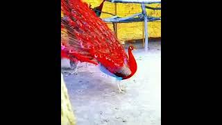 Rare Red Peacock|Most beautiful Peacock in the world |#shorts