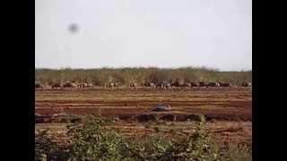 Animals lake manyara