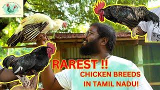 RAREST CHICKEN BREEDS in Tamil Nadu | Japanese Bantam & Nicobari Chicken | #poultry #farm #livestock