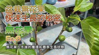 盆栽无花果快速生长的秘密 | 入冬后的养护和春季生长状态 | 无花果系列第8期