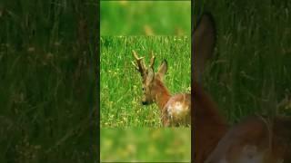 Huge Abnormal Roe Deer Buck From Slovenia