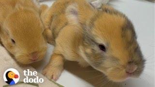 Woman Rescues A Bunny And Later Gets The Greatest Surprise | The Dodo