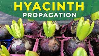 HYACINTH PROPAGATION FROM BULBS | Care for the plant