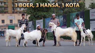 Mumbra's 5 Superb Goats - Kota, Boer & Hansa for Bakra Eid 2024 | Narkar Bros