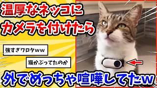 【2ch動物スレ】家では温厚なネッコにカメラを付けて外出させた→その結果www