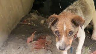 The stray dog trapped under the riverbank, starving, extremely weak