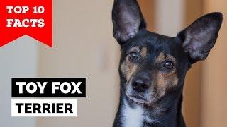 Toy Fox Terrier - Top 10 Facts