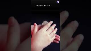 How to tame a hamster?
