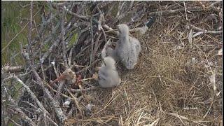 SWFL Eagles ~ A Whole New World! E24 & E25 Scooting To Rails Sit Side By Side! Tiny Wingers 12.27.24