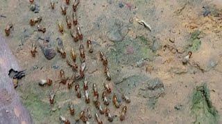 Josie Ambo is live! Termites Looking for food before the Rain comes
