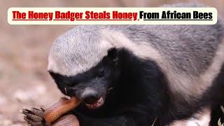 The Honey Badger Steals Honey From African Bees