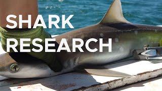 The longest-running shark survey in the U.S. | Sci NC