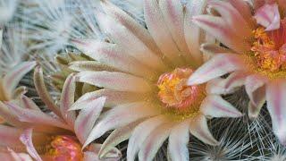 Mammillaria Candida fascinating flowering | Cacti timelapse in 4K