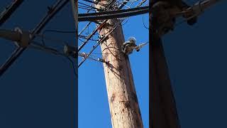 ️ Squirrel glitches out.  Electrocuted by high voltage power lines. 