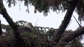 Bald Eagle in Ketchikan, Alaska - A CaravanGypsy Video