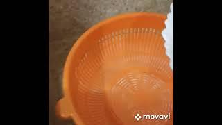 Проращивание зеленой гречки.