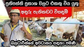 ලංකාවේ ගව පාලනය තුල පවතින අඳුරු පැතිකඩ/The dark side of dairy industry #dairyindustry #livestock