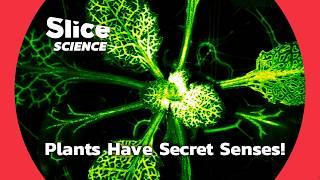 Unveiling the Hidden Senses of Plants: More Than We Ever Knew! | SLICE SCIENCE