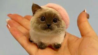 CUTE & FUNNY CATS will cheer you up! Funny Cat Videos