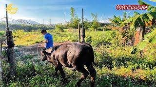 TỒN TV | LÀM SAO ĐỂ CỐ GẮNG KỊP THỜI GIAN TRONG MỘT NGÀY GIAO NHỮNG CON BÒ 3B SIÊU ĐẸP