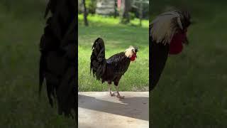 Mr. Sylvester  #roosters #chickens #chickenshorts