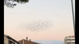 Terni: Spettacolo in cielo numerosi stormi di uccelli sorvolano Cospea