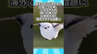 トリさんの動画見て笑ったら寝ろwwwwwww