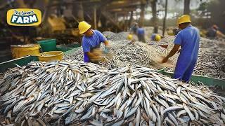 How MILLIONS of Sardines Are Canned in Just 24 Hours! Amazing Automated Sardines Production!