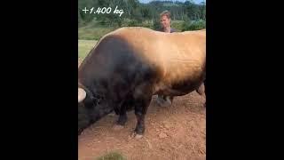 WoW !! Biggest Cow 1400 Kg weight | Huge Bull | Farm Collection 2021