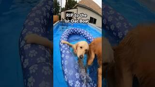 we’ve had several floaties at this point  #swimmingdog #goldenretriever #pooltime