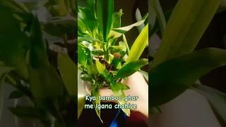 bamboo plant ghar me lga skte hai #gardeningideas #plants #bamboo #shorts