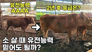 한우 가격과 가장 밀접한 유전능력 ‘딱 1개만’ 알려드릴게요 (EPD, KPN 정액번호 육종가)