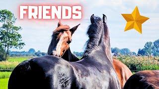 Rising Star⭐ with a friend! Playtime for the foals! Riding sisters. Namesakes | Friesian Horses