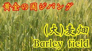 Barley Field 　By Golden Country Zipangu　（大麦畑　黄金の国ジパングより）