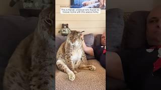 A bobcat found love and care in this loving home #shorts