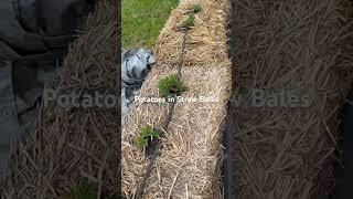 Garden hack: growing potatoes in straw bales.