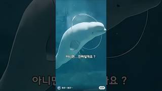 벨루가가 만든 물속 링... 그리고 그걸 통과한다고?!