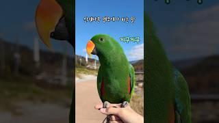 [지구] 산책나온 앵무새가 하는 말 / 산책나오면 신나요 / 신나서 텐션업 / talking eclectus parrot