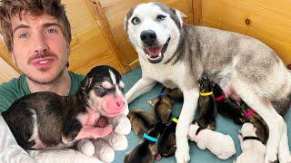 Pregnant Husky Gives Birth To Many Puppies! | Rescue Tale