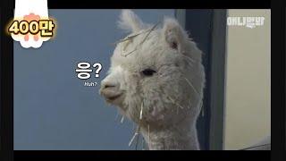 알파카가 원래 이렇게 귀여웠었다고?ㅣAlpacas were originally this cute?