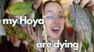 Hoya rescue + 11 month update: all my plants | Plant with Roos