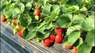 Strawberry wow amazing farm in my village (vlog bilal sandhu) gujranwala