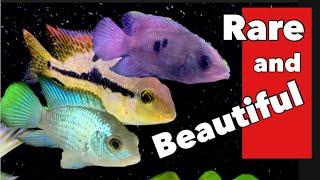 6 Rare MUST-HAVE South and Central American Cichlids! [EVERY Fish FULLY Described]