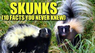 Skunk  (10 FACTS You NEVER KNEW)