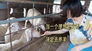 接生、保育、飼料、育肥……川師傅帶妳學養羊！山西郝羊探廠記【章滬川】